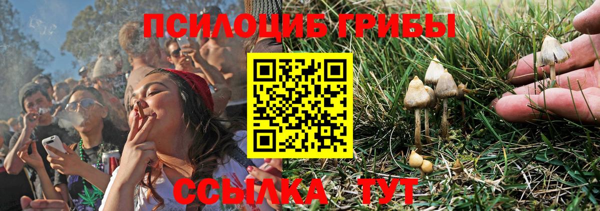 Галлюциногенные грибы мицелий  Вход с VPN  где продают   Ачинск  Псилоцибиновые грибы Psilocybe 